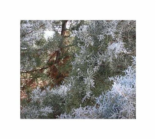 10x cupressus arizonica - 10x,