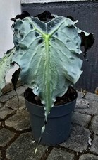 Großes Alocasia Venom Rhizom