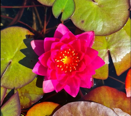 Zwerg seerose perry baby red - seerose,