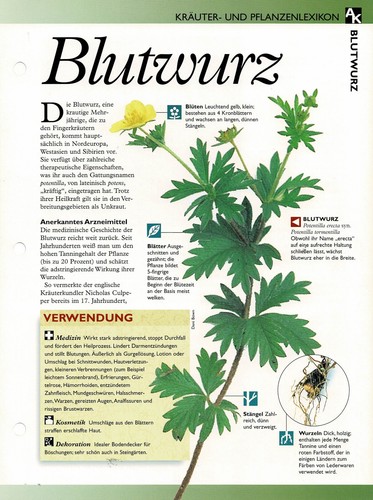 Blutwurz kräuterinfokarte - /,