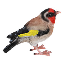 ❀  Stieglitz Lebensecht