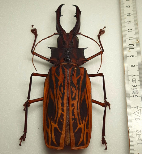 Macrodontia cervicornis