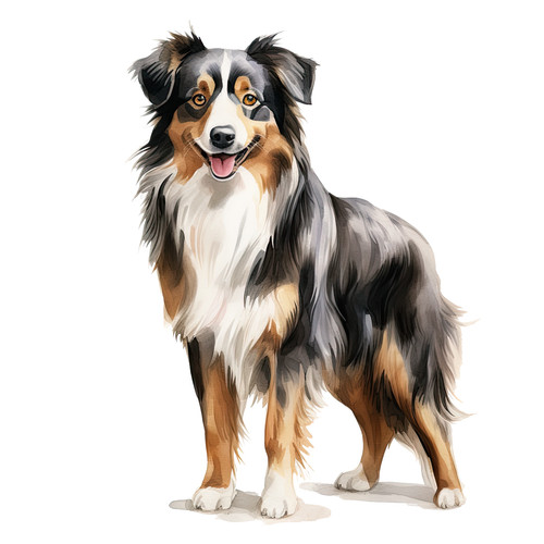 Australian shepherd auto - australian,