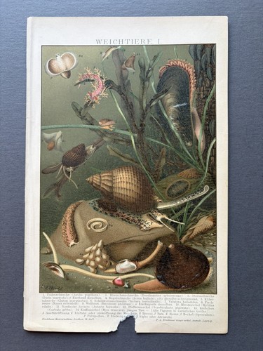 Original chromolithograph - original,