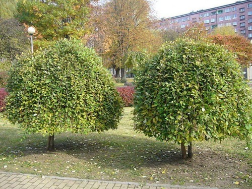 Hänge salweide pendula - hänge-salweide, –