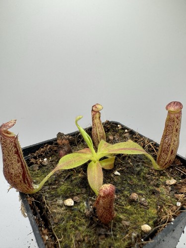 Nepenthes glandulifera from - nepenthes, glandulifera,