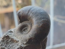 Lytoceras siemensi- Lias -