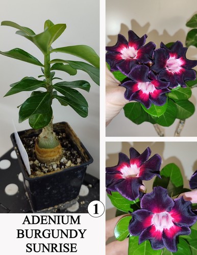 Adenium burgundy sunrise - adenium, n1
