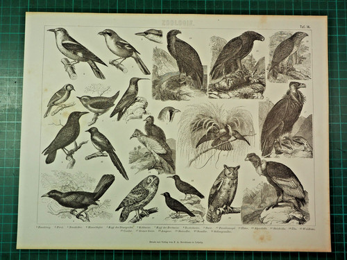 Vögel blätter in - -, 2