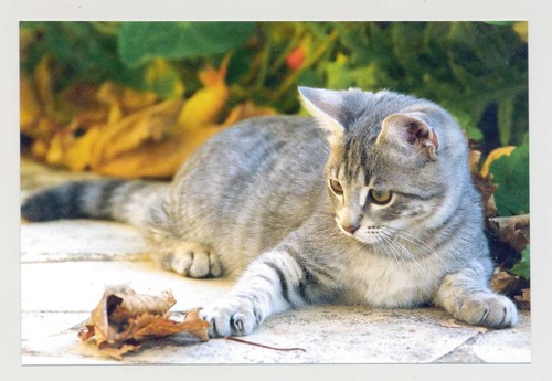 Postkarte katze neu - ak, 25