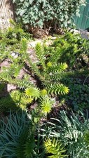 Affenschwanzbaum araucaria - affenschwanzbaum,