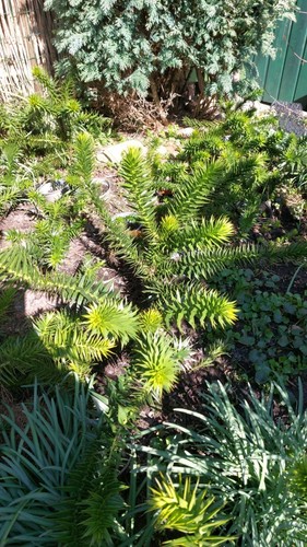 Affenschwanzbaum araucaria - affenschwanzbaum,
