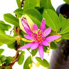 Sternblume