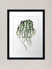 Perlenschnur Pflanze Pal