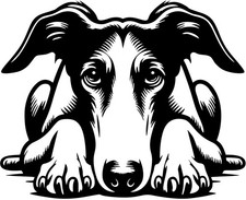 GALGO Aufkleber - Galgo Autoaufkleber - sticker - Galgo Windhund Kontur #56