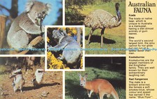 D183366 Australische Fauna