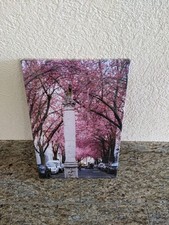 Bild Kirschblüte Bonn