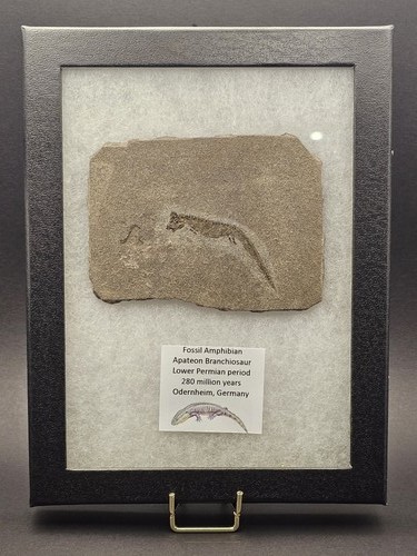 Perm apateon fossil - perm,