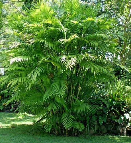Samen pacaya palme - pacaya-palme, wohnzimmer