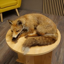 Fuchs rotfuchs liegend - rotfuchs,