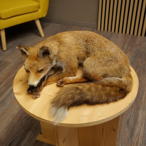 Fuchs rotfuchs liegend - fuchs,