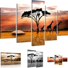 Bilder savanne afrika bild - in,