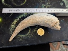 Horn Kuh/ Ochse Echt Alt und