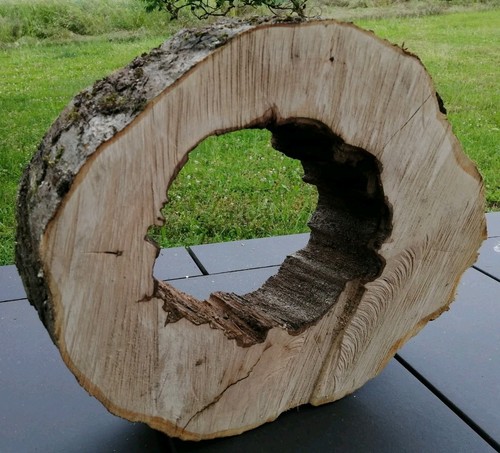Große baumscheibe cm - große, 49