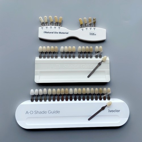 Teeth model dental - model, shade