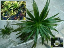 3 Teichaloen Stratiotes