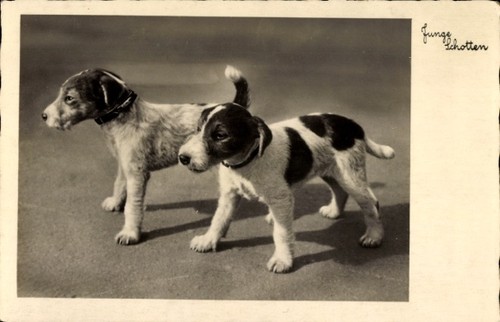 Junge schotten terrier - junge, schotten,