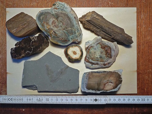 Versteinertes holz und - holz,