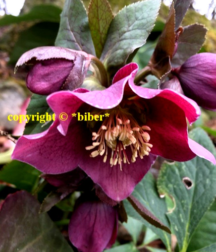 Christrose helleborus lenzrose - christrose,