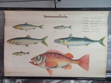 Rollkarte  Süßwasserfische Lehrtafel Gebrauchsspuren befleckt 80x50cm, Tafel I;