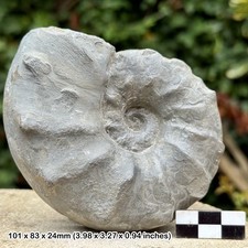 SELTENER 4" Ceratite Evolutu