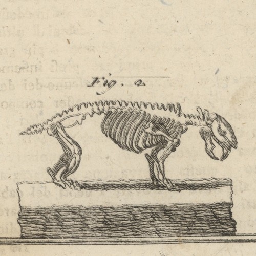 Tierskelett anatomie - tierskelett,