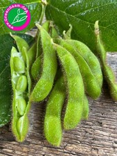 SOJA BOHNE EDAMANE ? 25 +Samen? Sojabohne eiweißreich lecker vegan