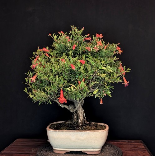 Bonsai granatapfel punica - bonsai,