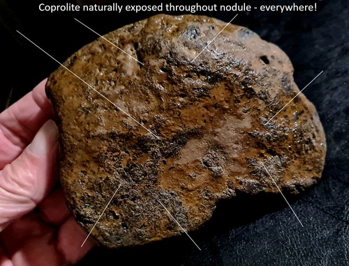 Seltener großer theropode - seltener, &