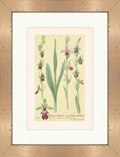 Fliegen Bienen Spinnenblume Ophrys muscif. Heilpflanzen Heilkräuter 028 Gerahmt