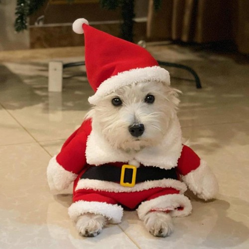 Weihnachten hund welpen katze - weihnachten,
