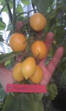 Tomaten Piennolo de vesuvio Gelb Samen Saatgut Biologisch erzeugt Samenecht