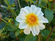 **Weihnachtsgeschenk - Dahlien weiß– 20 Blumensamen ”handverlesen**