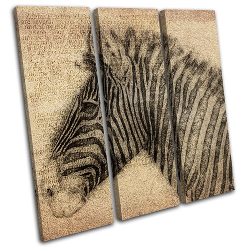 Zebra sketch aged animals - aged,