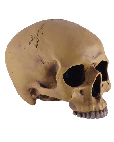 Antiker totenkopf ohne - totenkopf,