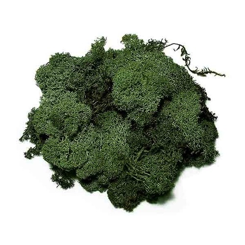 Islandmoos - (55€/kg),