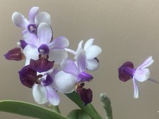 Original phal phalaenopsis - original,