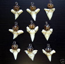 Haizahn Haizähne Surfer Zahn