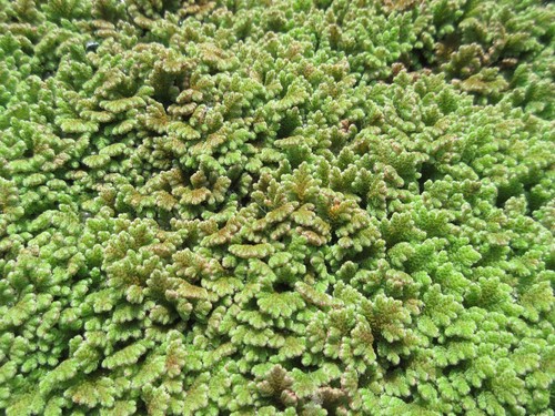 Feenmoos azolla filiculoide - azolla,