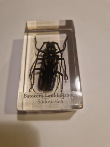 Mini biester batocera - batocera,
